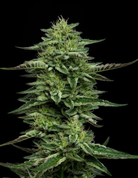 The Bling Seeds (Humboldt Seed Company) 🌿 High Yield