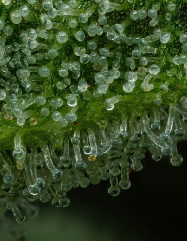 The Bling Seeds (Humboldt Seed Company) 🌿 High Yield