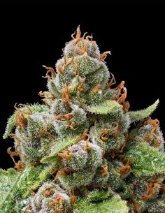 Semillas The Upsetter (Humboldt Seed Company) 🌴 Tropical