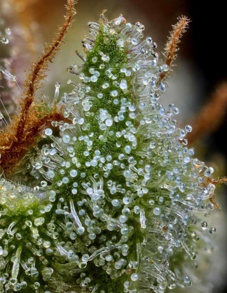 Semillas The Upsetter (Humboldt Seed Company) 🌴 Tropical