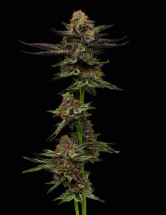 Semillas Vanilla Créme Pie (Humboldt Seed Company) 🥧 Alto THC