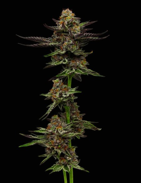 Vanilla Créme Pie Seeds (Humboldt Seed Company) 🥧 High THC