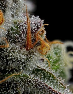 Semillas Vanilla Créme Pie (Humboldt Seed Company) 🥧 Alto THC 2