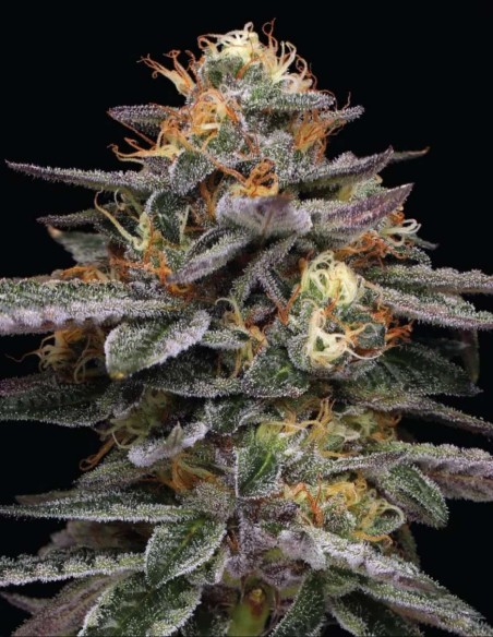Vanilla Frosting Seeds (Humboldt Seed Company) 🍦 Sweet