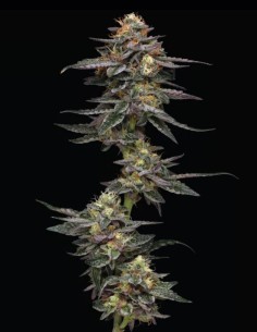 Semillas Vanilla Frosting (Humboldt Seed Company) 🍦 Dulce 2