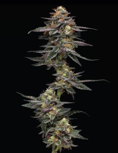 Vanilla Frosting Seeds (Humboldt Seed Company) 🍦 Sweet