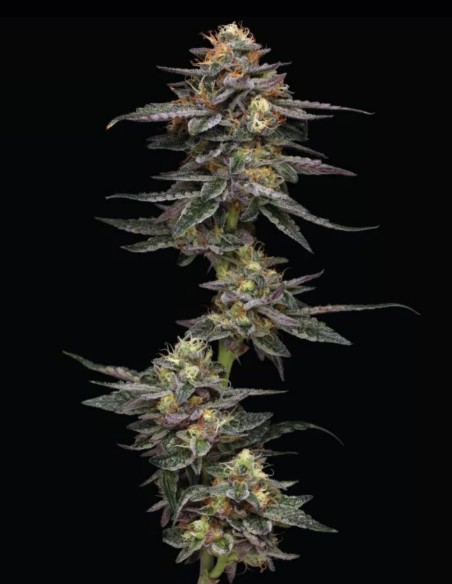 Vanilla Frosting Seeds (Humboldt Seed Company) 🍦 Sweet