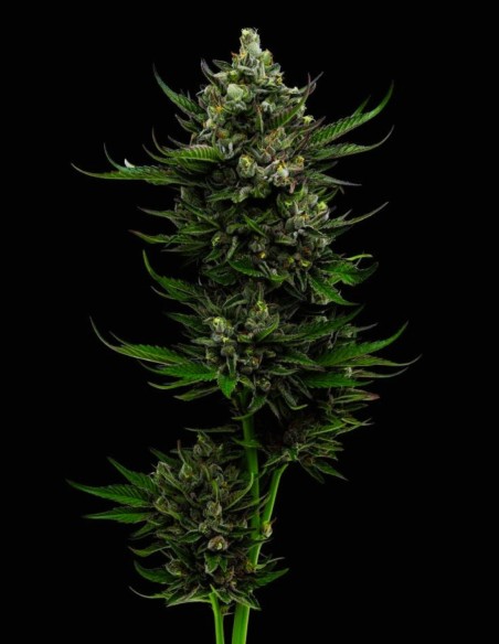 Semi All Gas OG Auto (Humboldt Seed Company) 💥 Gas Potente