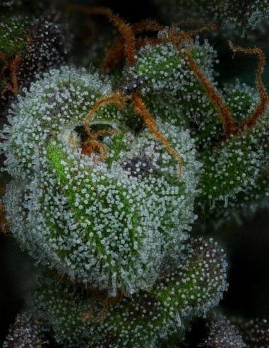 Semi All Gas OG Auto (Humboldt Seed Company) 💥 Gas Potente