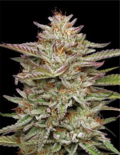 Semillas Banana OG Auto (Humboldt Seed Company) 🍌 25% THC