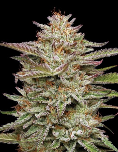 Banana OG Auto Seeds (Humboldt Seed Company) 🍌 25% THC