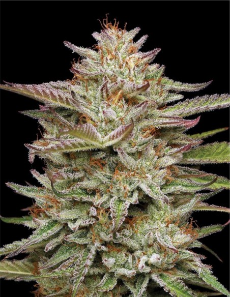 Banana OG Auto Seeds (Humboldt Seed Company) 🍌 25% THC