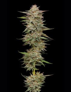 Semillas Banana OG Auto (Humboldt Seed Company) 🍌 25% THC 2
