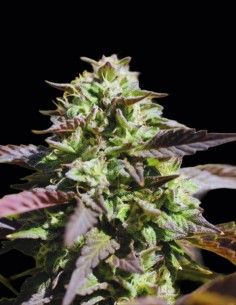 Semillas Chunkadelic Auto (Humboldt Seed Company) 🤡 Risueña
