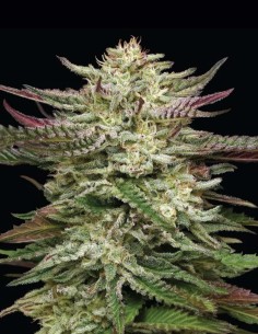 Semillas Humboldt Headband Auto 🧠 (Humboldt Seed Company)