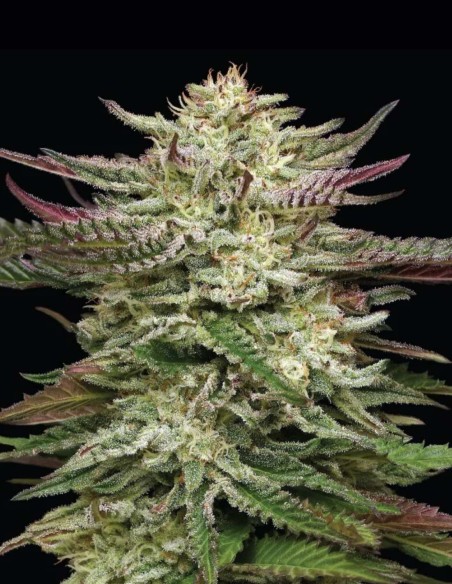 Semillas Humboldt Headband Auto 🧠 (Humboldt Seed Company)