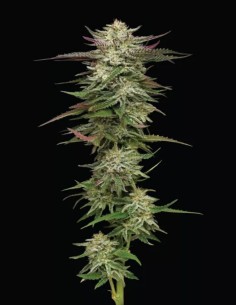 Semillas Humboldt Headband Auto 🧠 (Humboldt Seed Company) 2
