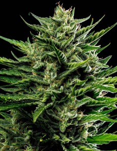 Semillas Emerald Fire OG Auto 🔥 (Humboldt Seed Company)