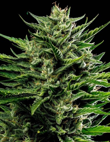 Graines Emerald Fire OG Auto 🔥 (Humboldt Seed Company)