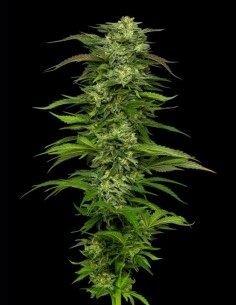 Semillas Dream Queen Auto (Humboldt Seed Company) 🌜 Energética