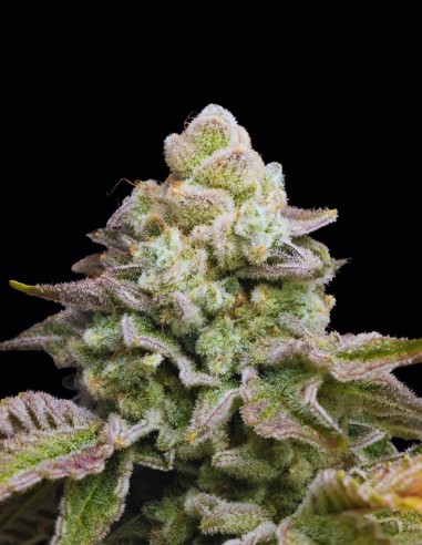 Semillas Bananarama Regular (Archive Seeds) 🍌 Tropical