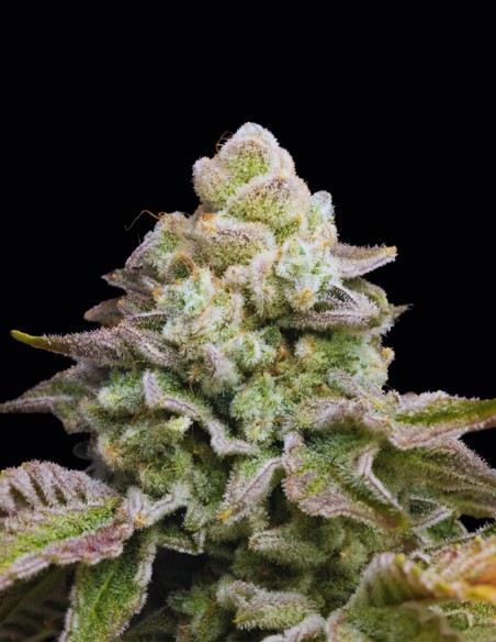 Semillas Bananarama Regular (Archive Seeds) 🍌 Tropical