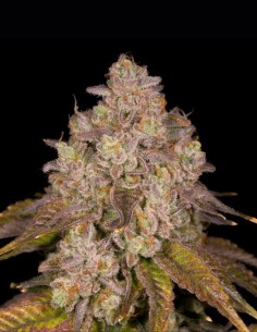 Semillas Killz Regular (Archive Seeds) 🍭 Candy Intenso