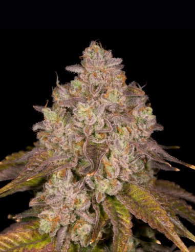 Semillas Killz Regular (Archive Seeds) 🍭 Candy Intenso