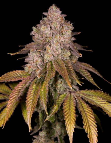 Semillas Killz Regular (Archive Seeds) 🍭 Candy Intenso