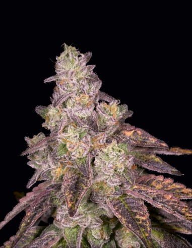 Semillas Knockout Regular (Archive Seeds) 🥊 Candy Kush