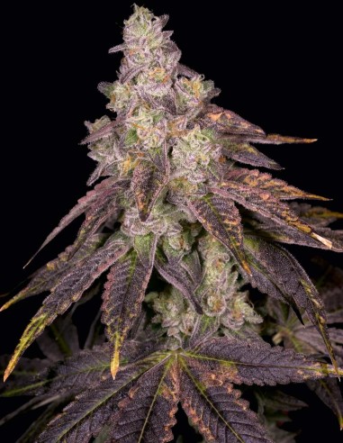 Semillas Knockout Regular (Archive Seeds) 🥊 Candy Kush