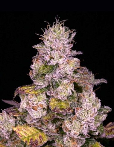 Semillas Planet Diesel Regular (Archive Seeds) ⛽ Terpenos Fuel