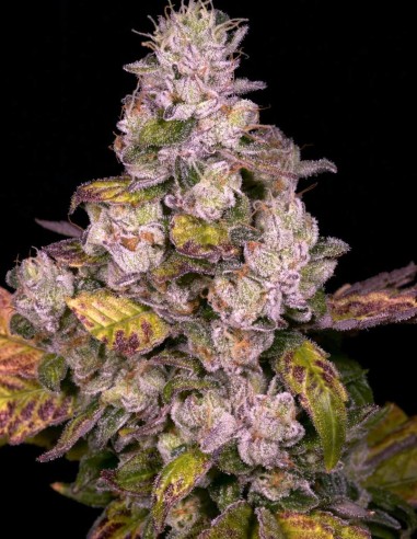 Semillas Planet Diesel Regular (Archive Seeds) ⛽ Terpenos Fuel