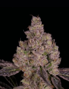 Semillas Planet Sherb Regular (Archive Seeds) 🍬 Candy Potente