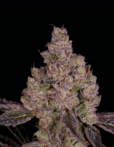 Semillas Planet Sherb Regular (Archive Seeds) 🍬 Candy Potente