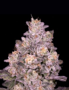 Semillas Triple Threat Regular (Archive Seeds) 🌿 31% THC