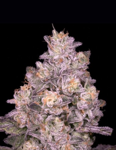 Semillas Triple Threat Regular (Archive Seeds) 🌿 31% THC
