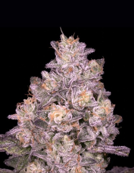 Semillas Triple Threat Regular (Archive Seeds) 🌿 31% THC