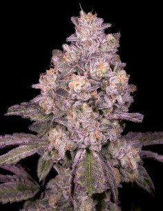 Semillas Triple Threat Regular (Archive Seeds) 🌿 31% THC 2