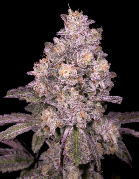 Semillas Triple Threat Regular (Archive Seeds) 🌿 31% THC