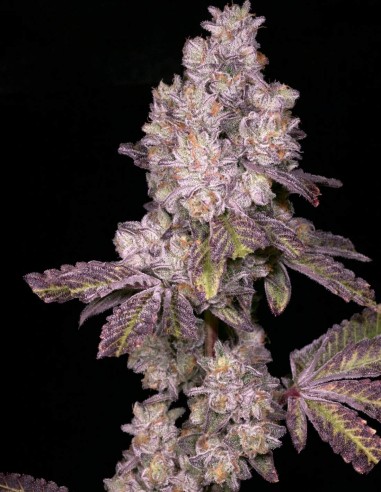 Semillas Triple Threat Regular (Archive Seeds) 🌿 31% THC