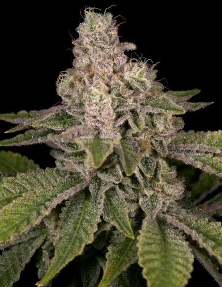 Semillas Yoshi Regular (Archive Seeds) ⛽ Leyenda Fuel Funk