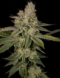 Semillas Yoshi Regular (Archive Seeds) ⛽ Leyenda Fuel Funk 2
