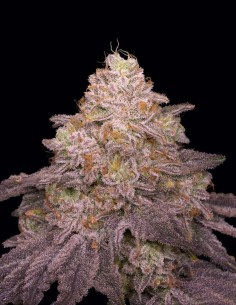 Semillas Zikigai Regular (Archive Seeds) 🌴 Candy Tropical