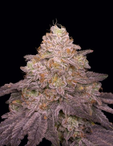 Semillas Zikigai Regular (Archive Seeds) 🌴 Candy Tropical