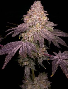 Semillas Zikigai Regular (Archive Seeds) 🌴 Candy Tropical 2