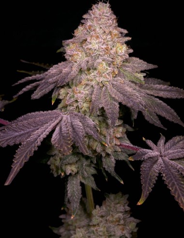 Semillas Zikigai Regular (Archive Seeds) 🌴 Candy Tropical