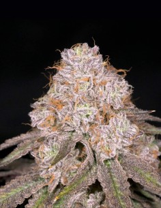 Semillas Zwoosh Regular (Archive Seeds) 🌴 Funk Z Tropical