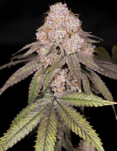 Semillas Zwoosh Regular (Archive Seeds) 🌴 Funk Z Tropical 2
