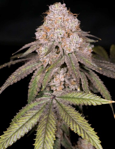 Semillas Zwoosh Regular (Archive Seeds) 🌴 Funk Z Tropical